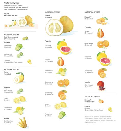 Citrus matic tropical citrus blend infographics